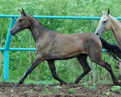 horse Gurp (Akhal-Teke, 2012, from Pirakhmed)