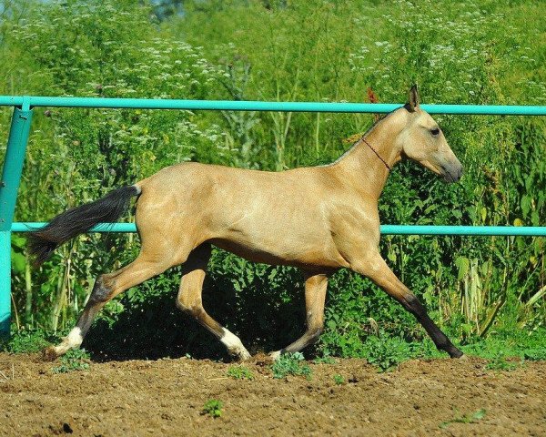 horse Suyinschi (Akhal-Teke, 2012, from Gasyr)