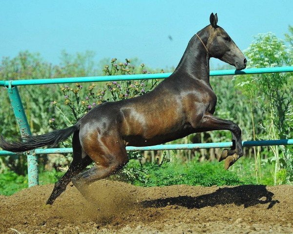 horse Danyshpan (Akhal-Teke, 2012, from Pirakhmed)