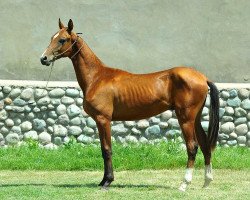 horse Bagystan (Akhal-Teke, 2012, from Gasyr)