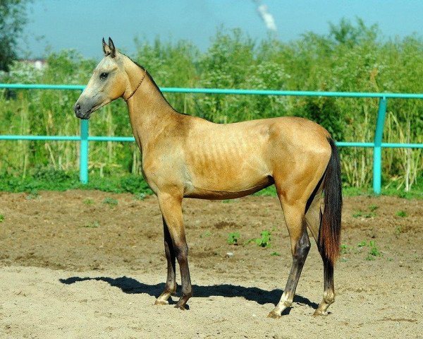 horse Asempaz (Akhal-Teke, 2012, from Pirakhmed)