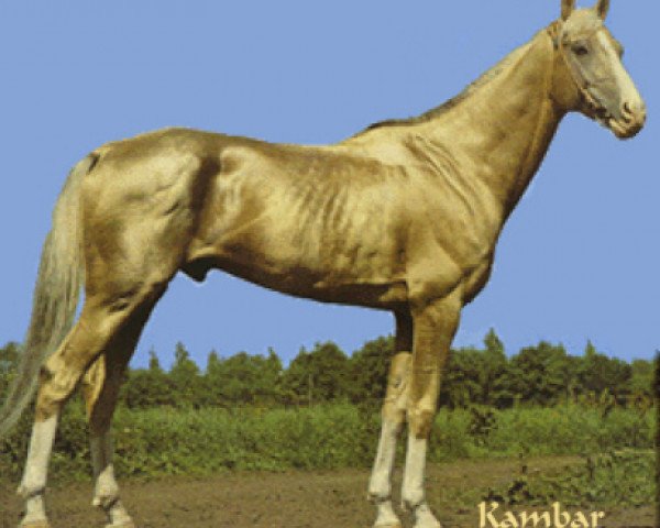 stallion Kambar (Akhal-Teke, 1961, from Karlavach)