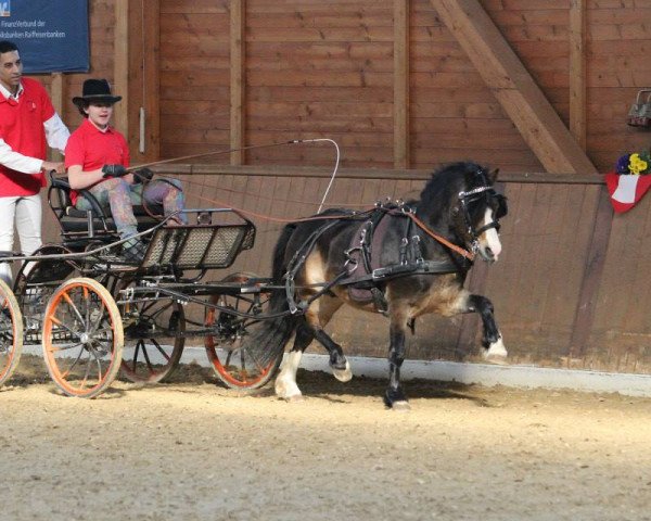 Deckhengst Dukeshill Pepe (Welsh Mountain Pony (Sek.A), 2007, von Sunwillow Irving)