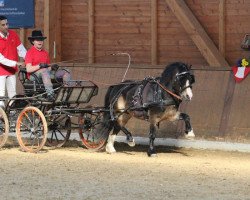 Pferd Dukeshill Pepe (Welsh Mountain Pony (Sek.A), 2007, von Sunwillow Irving)