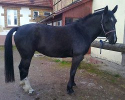 broodmare Be my Lady (Sachs-door. Heavy Warmbl., 2008, from Veltin)