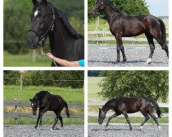 dressage horse Dark Rose 15 (Oldenburg, 2011, from Decamerone 5)