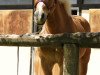 horse Nepomuk (Haflinger, 1991, from Nusser (6,25% ox))