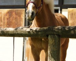 Pferd Nepomuk (Haflinger, 1991, von Nusser (6,25% ox))