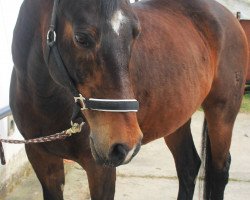 Springpferd Zeus (Deutsches Reitpferd, 1997, von Zauberkai ox)