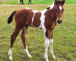 dressage horse Bl's Sambuco (German Sport Horse, 2013, from Spezial Color R)