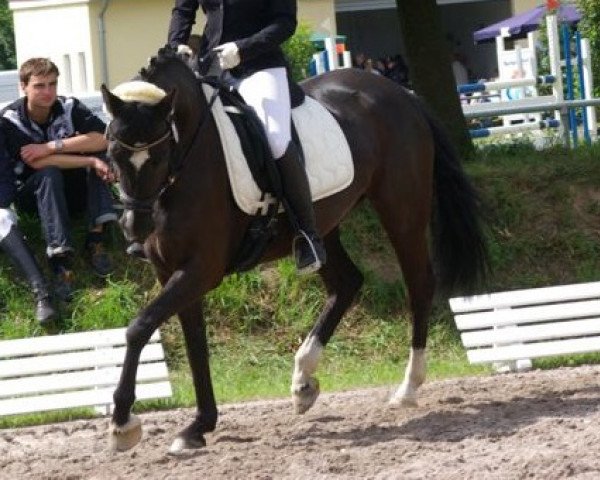 horse Percy Princess (German Riding Pony, 2006, from Saipan)