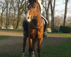 dressage horse Monsun B 2 (German Riding Pony, 1992, from Mylord)