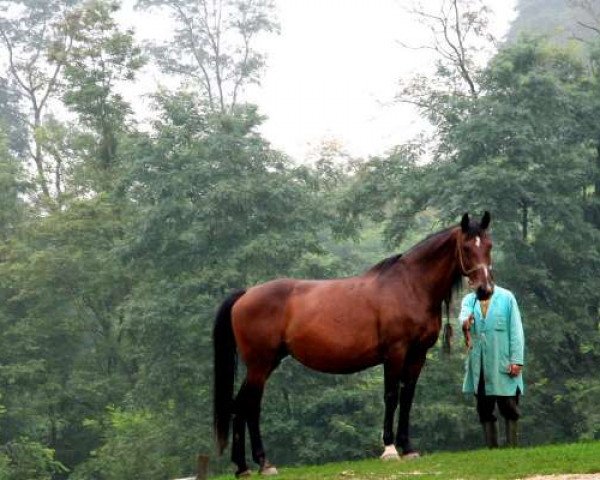stallion Gringo (Royal Warmblood Studbook of the Netherlands (KWPN), 1988, from Ramiro Z)