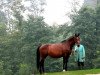 stallion Gringo (KWPN (Royal Dutch Sporthorse), 1988, from Ramiro Z)