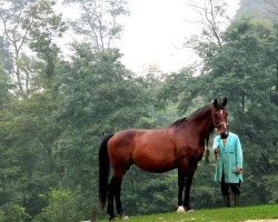 stallion Gringo (KWPN (Royal Dutch Sporthorse), 1988, from Ramiro Z)