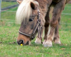 broodmare Zarin (German Classic Pony, 2000, from Zebro)