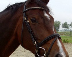 dressage horse Odeya (Oldenburg, 2009, from Stedinger)