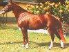 broodmare Schönbrunn Carmen (German Riding Pony, 1979, from Tanlan Everest)