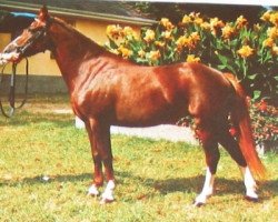 broodmare Schönbrunn Carmen (German Riding Pony, 1979, from Tanlan Everest)