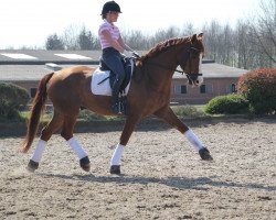 dressage horse Firlefanz 92 (Rhinelander, 2007, from Fidermark)