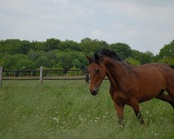 Pferd Lajana 64 (Hessisches Warmblut, 1994, von Landadel)