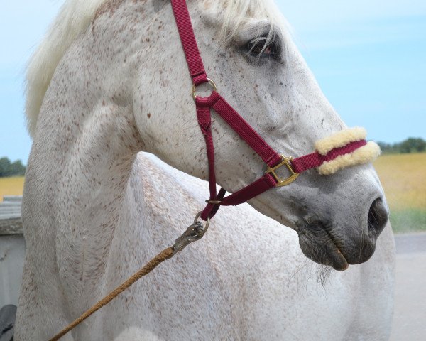 horse Rhapsodie 194 (German Warmblood, 1997, from Rubin S)