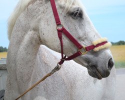 horse Rhapsodie 194 (German Warmblood, 1997, from Rubin S)