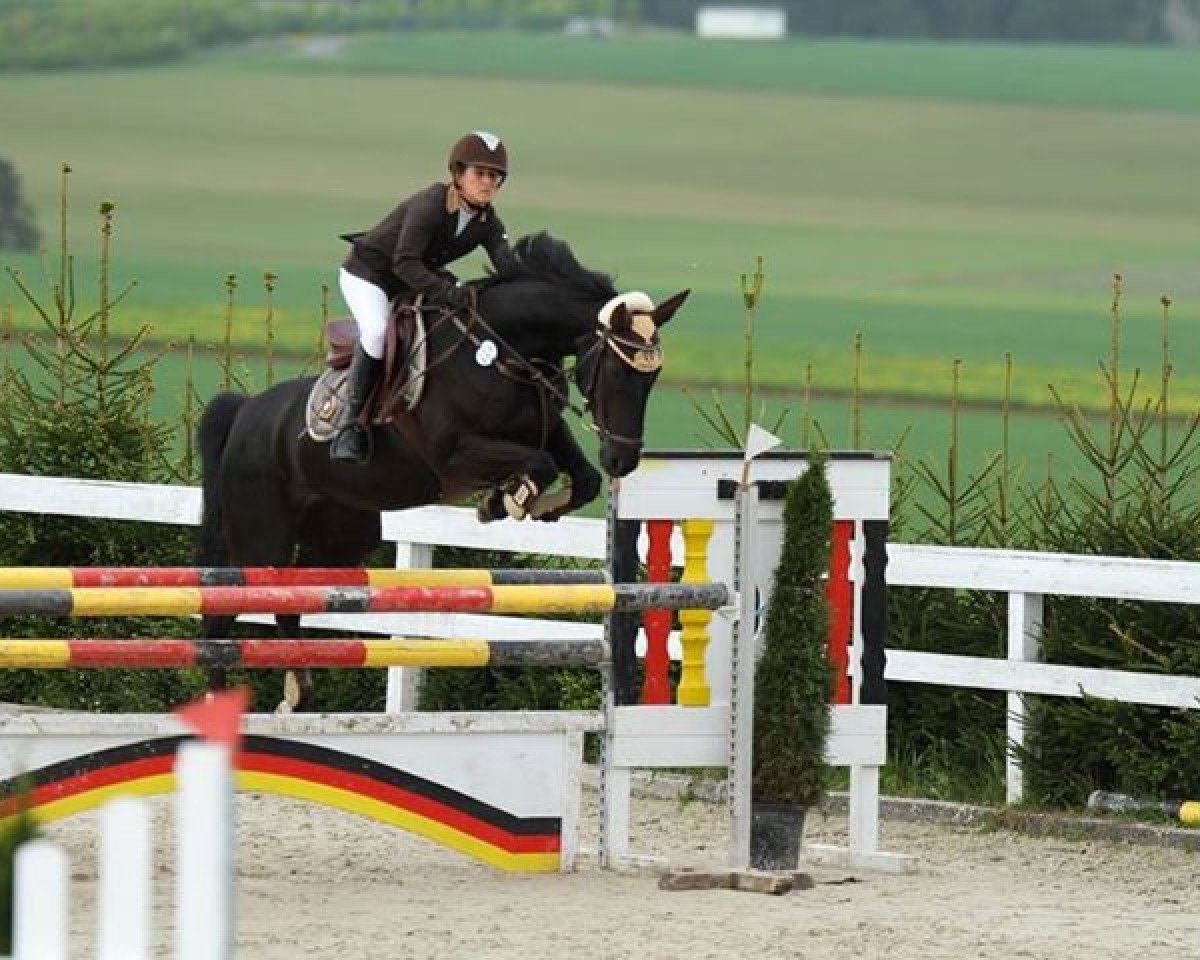 Springpferd Pepsy A (Hannoveraner, 2001, von Potsdam)