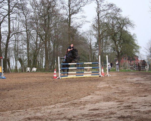 jumper Staccamara (Hanoverian, 2006, from Stakkato Gold)