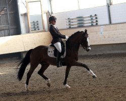 dressage horse Top Nandilo (German Riding Pony, 2006, from Topnatrejo)