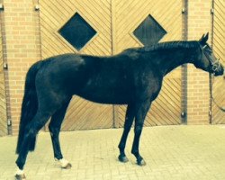 broodmare Sarkozy (Hanoverian, 2010, from Sarkozy 3)