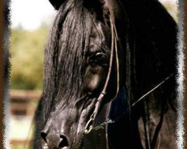 stallion Mouka-Tuam 1986 ox (Arabian thoroughbred, 1986, from Joka-Tuam 1972 ox)