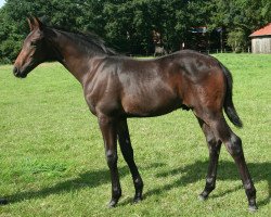 dressage horse Ferrero (Westphalian, 2015, from Franziskus FRH)