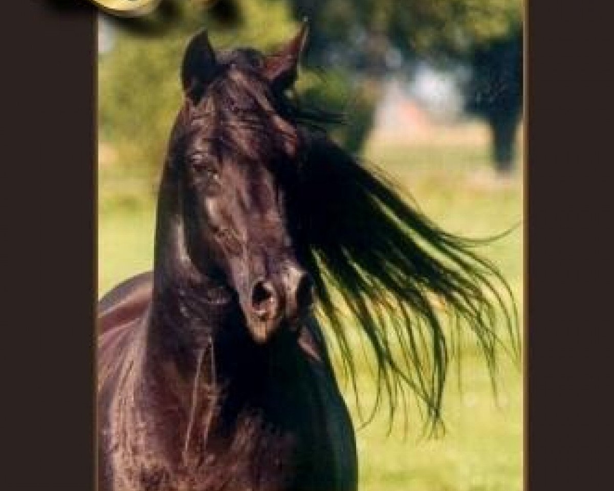 stallion El Aszud 1991 ox (Arabian purebred, 1991, from Mouka-Tuam 1986 ox)