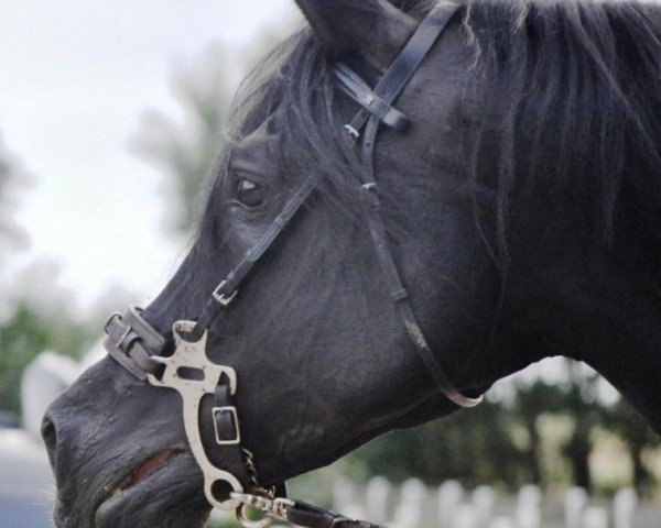stallion Sheik Mandu 1996 ox (Arabian thoroughbred, 1996, from El Aszud 1991 ox)