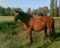 broodmare Chanell I (Holsteiner, 1988, from Casino Boy xx)