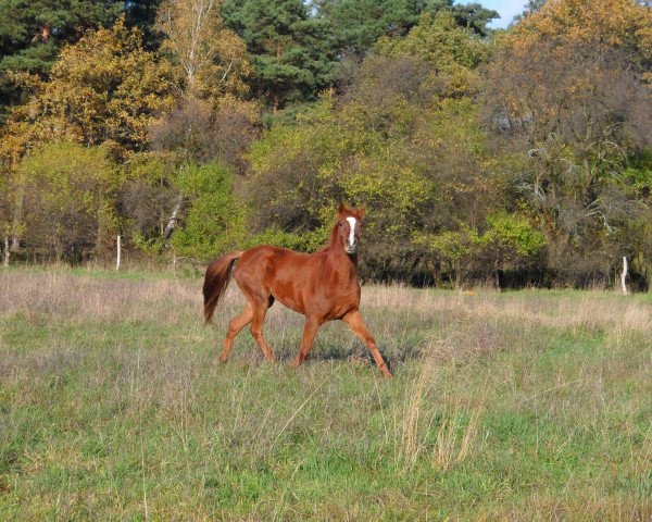 Pferd Shubarah (Arabisches Halbblut / Partbred, 2011, von Shagar)