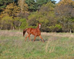 Pferd Shubarah (Arabisches Halbblut / Partbred, 2011, von Shagar)