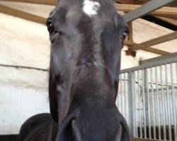 dressage horse Hessencharme (Trakehner, 2004, from Hibiskus)