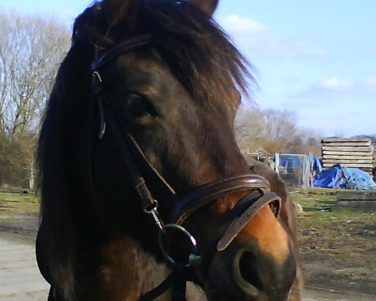 broodmare Ninja (Lewitzer, 1997, from Top Nordstern)