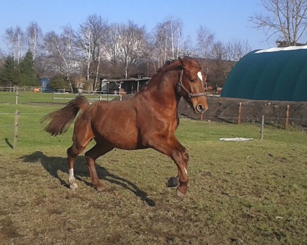 stallion Auf geht's (Westphalian, 2011, from A Lee Spring Power)