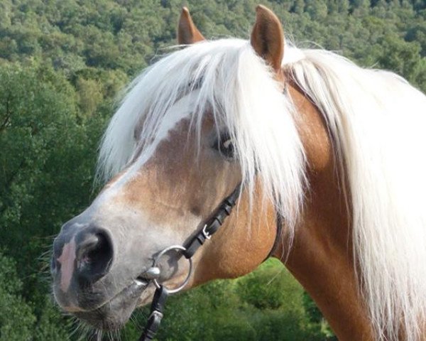 stallion Almbube (Edelbluthaflinger, 1989, from Almwind)
