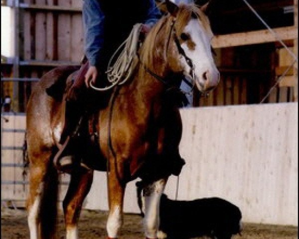 Pferd Billy Rider (Paint Horse, 1991, von Florida Rider)