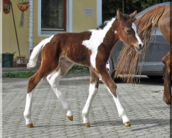 horse WhyNot Camouflage (German Riding Pony, 2014, from Acambaro)