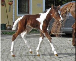 horse WhyNot Camouflage (German Riding Pony, 2014, from Acambaro)