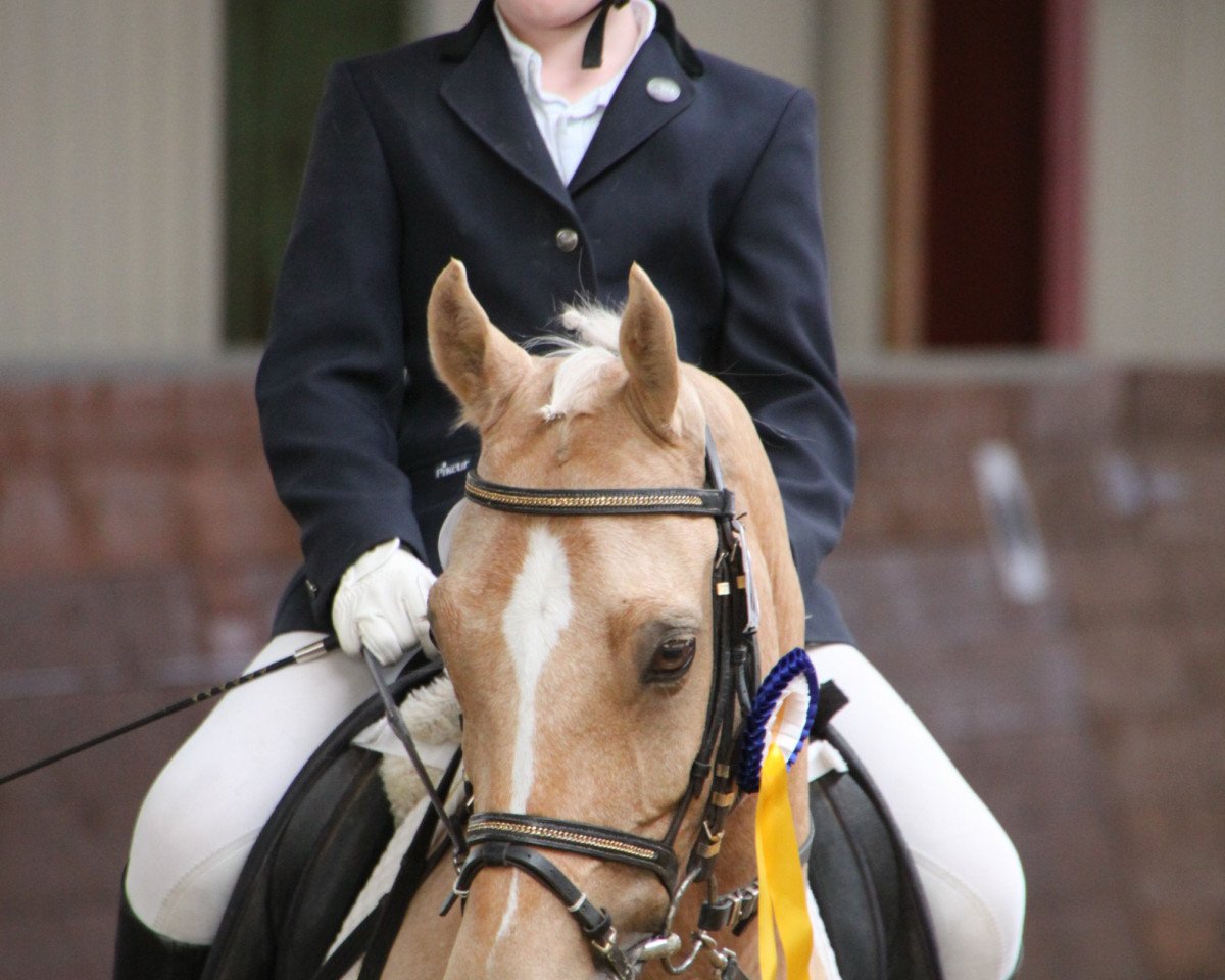 dressage horse Ray of Light (Welsh Partbred, 2003, from Romano)