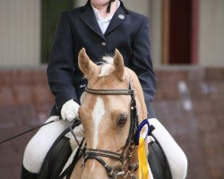 dressage horse Ray of Light (Welsh Partbred, 2003, from Romano)