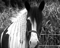 Pferd Neila (Tinker / Irish Cob / Gypsy Vanner, 2006)