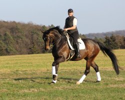 dressage horse Carisma 117 (Danish Warmblood, 2002, from Diamond Hit)