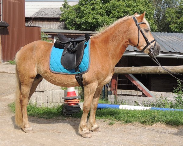 horse Lotte (Haflinger, 1989, from Mendel)